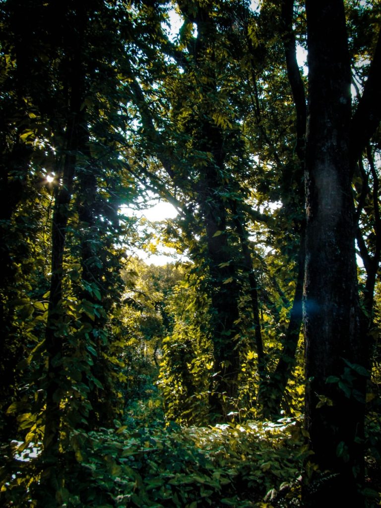 descubra as belezas naturais de mato grosso